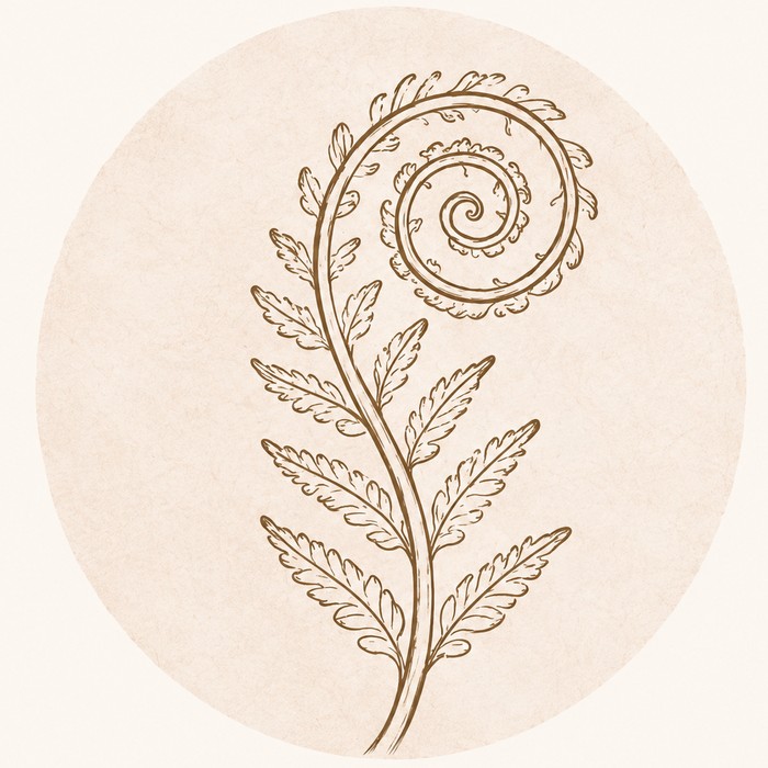 Illustration of an unfurling fern frond